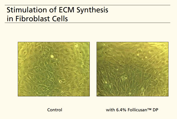 Follicusanは線維芽細胞の細胞外マトリックス（ECM）合成を促進