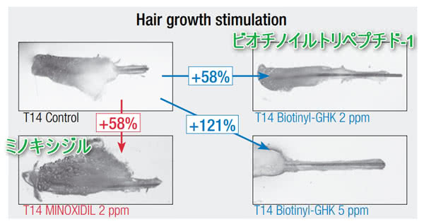 プロキャピル（ビオチノイルトリペプチド-1）はミノキシジルと同程度の毛髪成長効果が確認